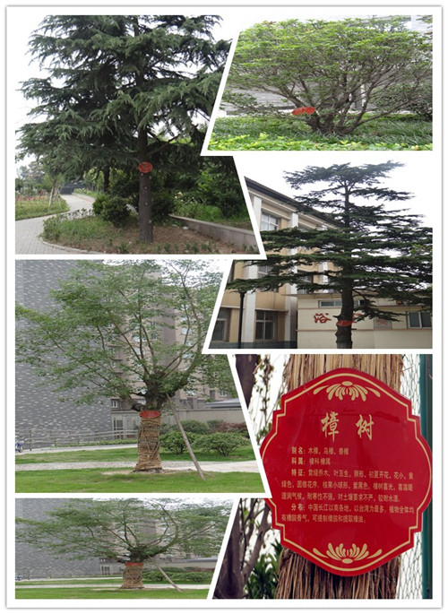 挂牌树木有樱树,香樟,桂花,红枫,五角枫,银杏等名贵树种,也有雪松